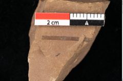 Foto (Detailansicht) von Zostena ungeri Ettingshausen (NHMW-GEO-2024-0188-0451)